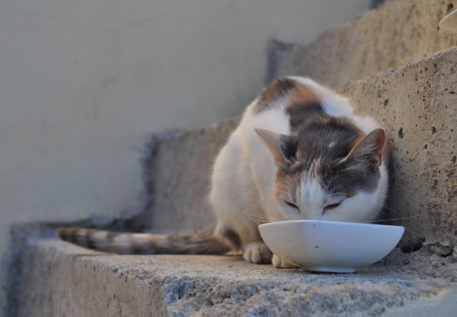 Cat drinking fresh water from a bowl — fresh water access is the goal whether or not a coupon applies