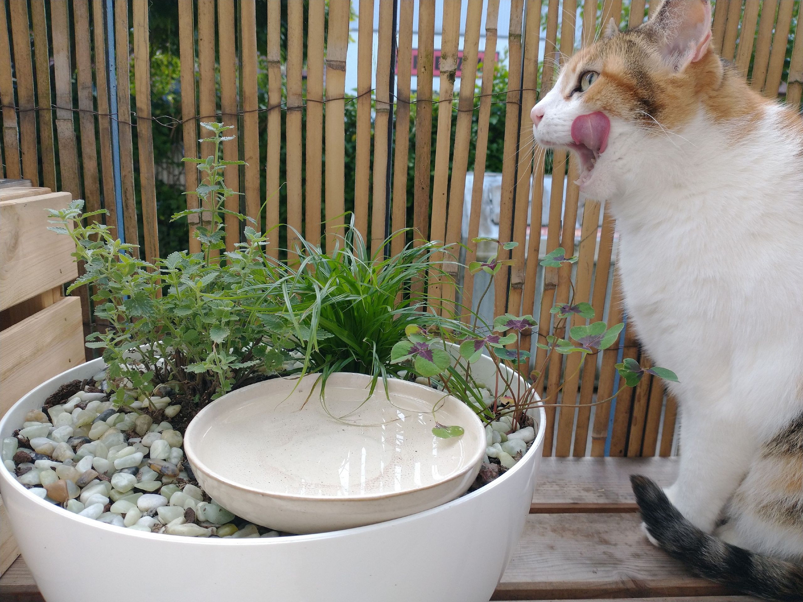 Cat drinking from a fresh water bowl — water quality is the point of the recurring filter spend