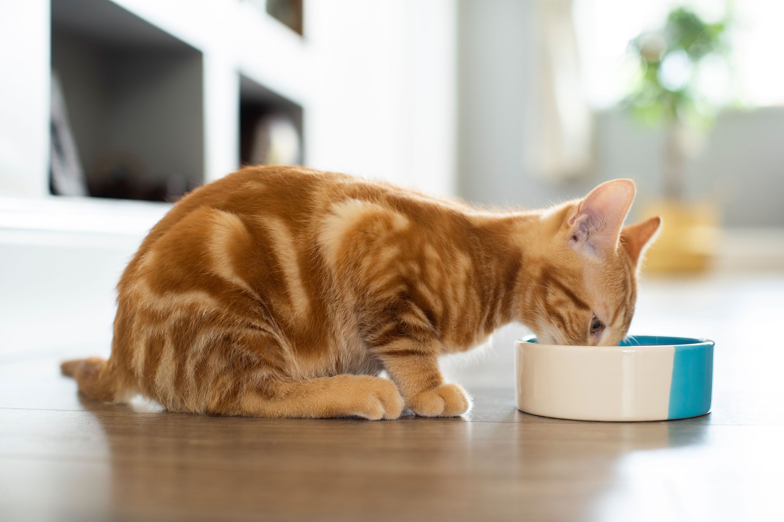 Cat drinking from a wide water bowl — drinking preference matters more than brand when choosing a fountain