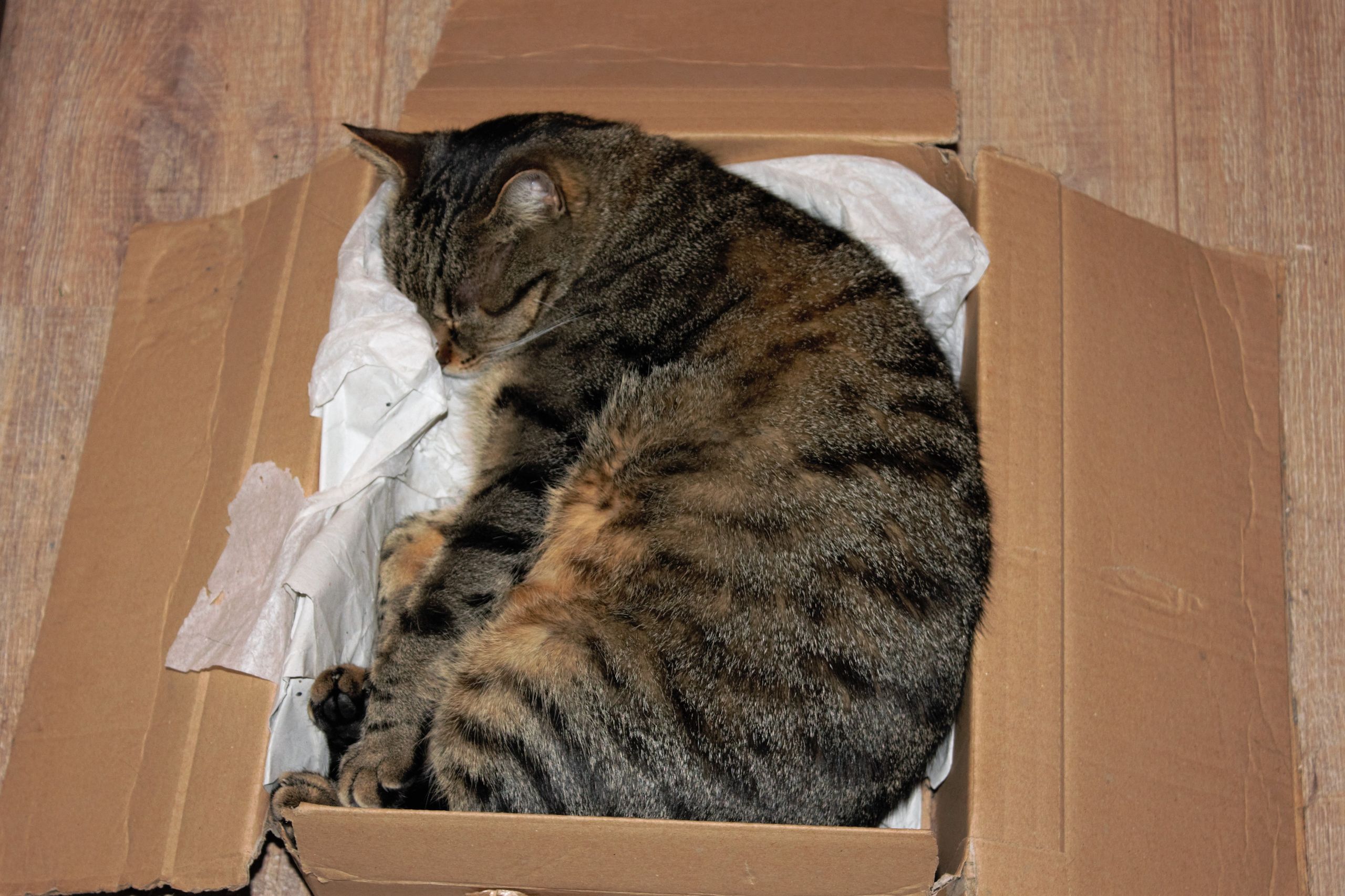 Cat relaxing in a cardboard shipping box — keep the packaging until you are sure the order is complete and working
