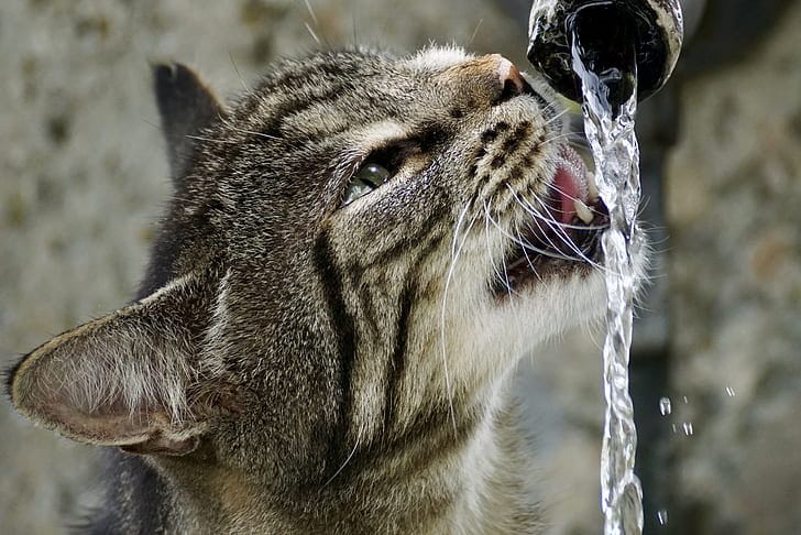Cat drinking a running stream of water at a faucet, the drinking style KittySpout fountains recreate