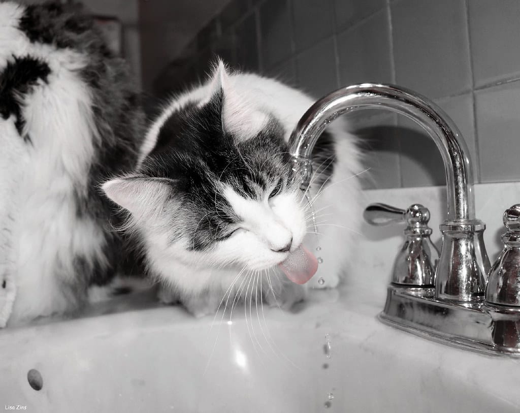 A cat drinking a fresh stream of running water from a faucet, the drinking style cat water fountains imitate