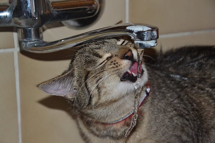 Gray tabby cat drinking from a running faucet — running-water drinking is what you pay for with a fountain