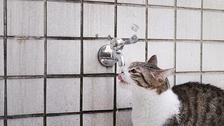 Cat drinking at a silver faucet — recurring filter costs continue for as long as the fountain is in use
