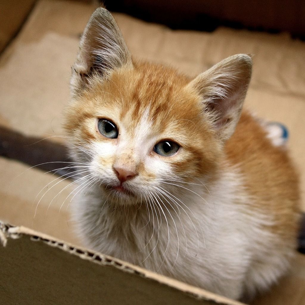 Kitten sitting inside a cardboard box — keep the original packaging in case you need to return your fountain