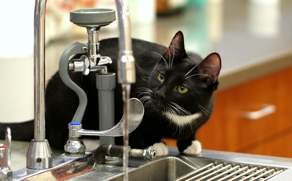 Kitten pawing and splashing at water — fur, debris and mineral build-up are the usual causes of fountain problems