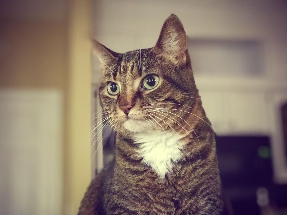 Curious tabby cat looking closely at something — a quiet or stopped fountain quickly gets a cat's attention