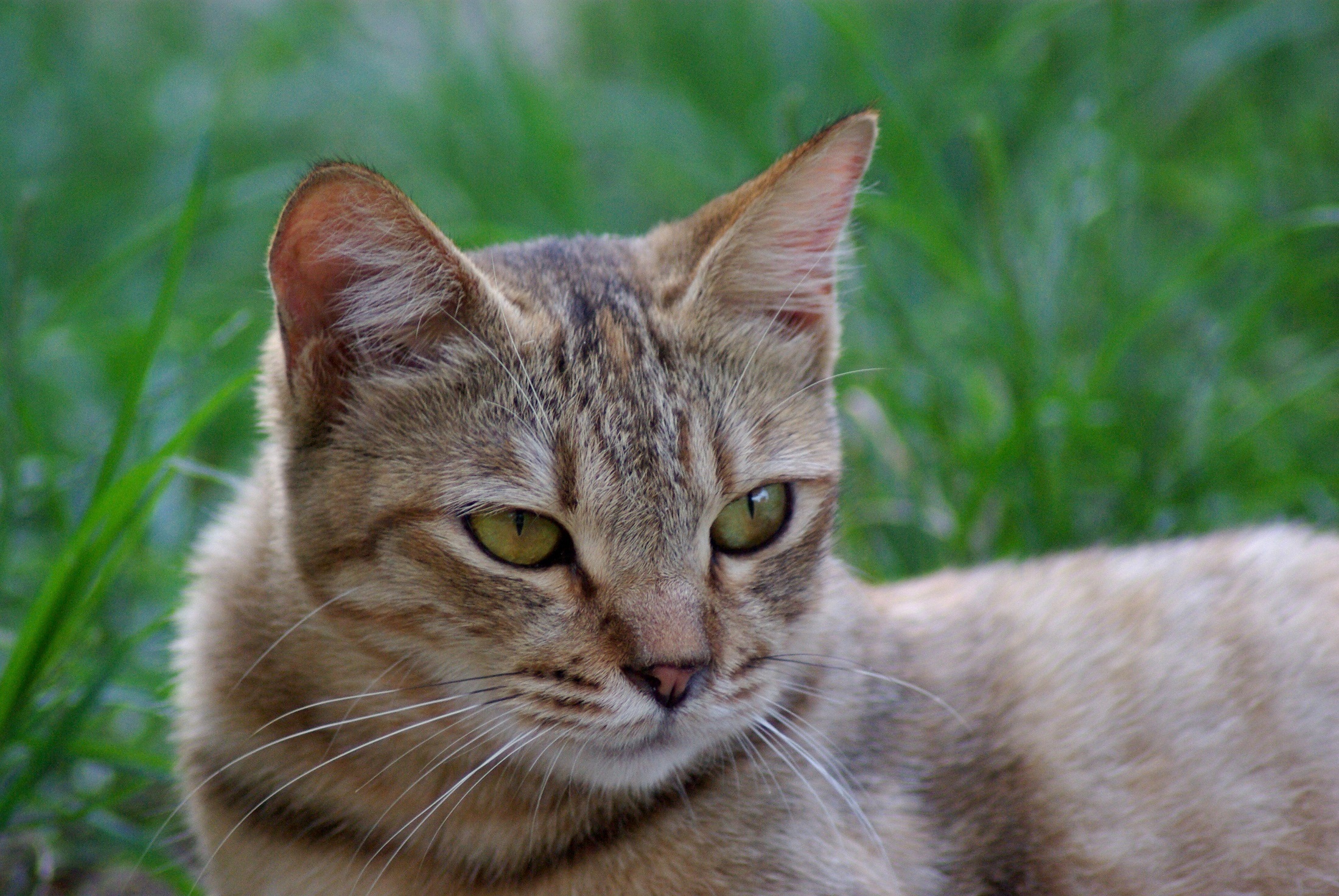 Tabby cat at home — many owners buy a fountain hoping their cat will drink more willingly